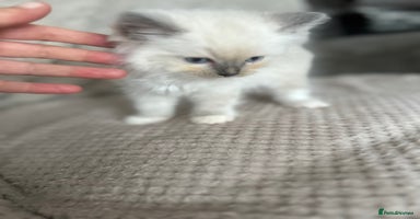 Ragdoll cats - Advert 14