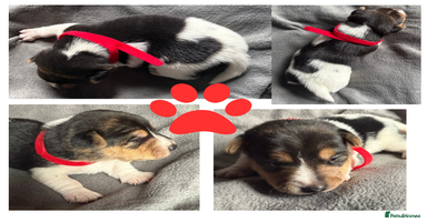 Jack Russell dogs - Advert 4