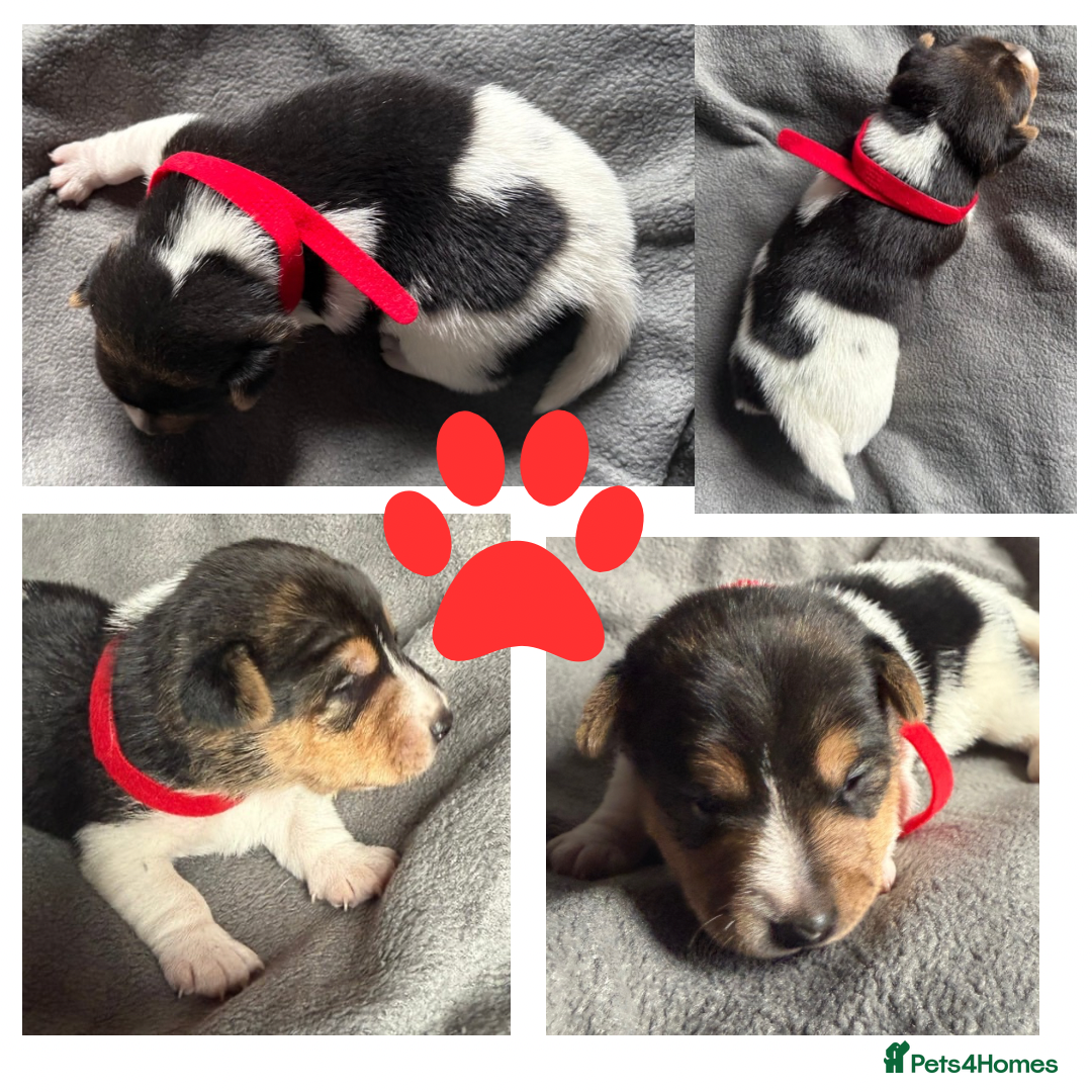 Jack Russell dogs for sale: Stunning Short-legged Jack Russell pups  - Image 3
