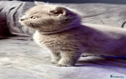 British Shorthair cats for sale: GCCF Chunky British Shorthair Kittens - Image 1