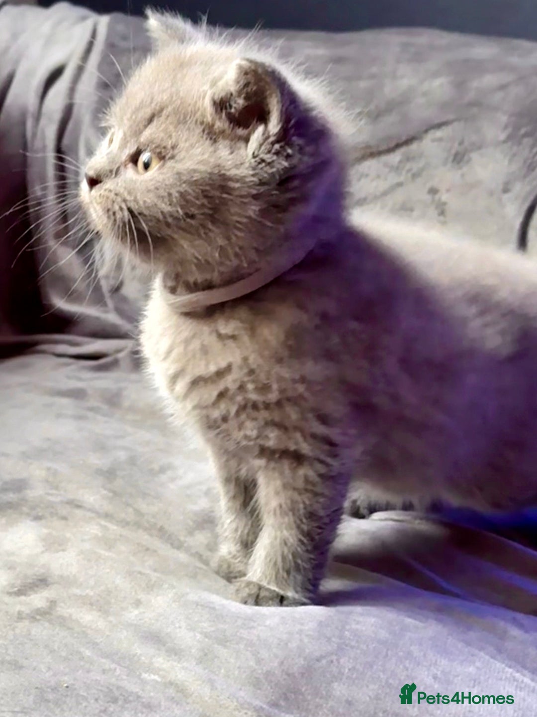 British Shorthair cats for sale: GCCF Chunky British Shorthair Kittens - Image 1