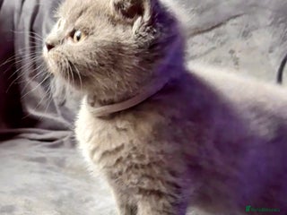 British Shorthair cats GCCF Chunky British Shorthair Kittens - Advert 5