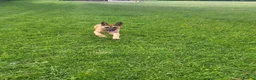 Mixed Breed dogs for sale: Belgian malinois x Dutch herder  in Torrington - Advert 10
