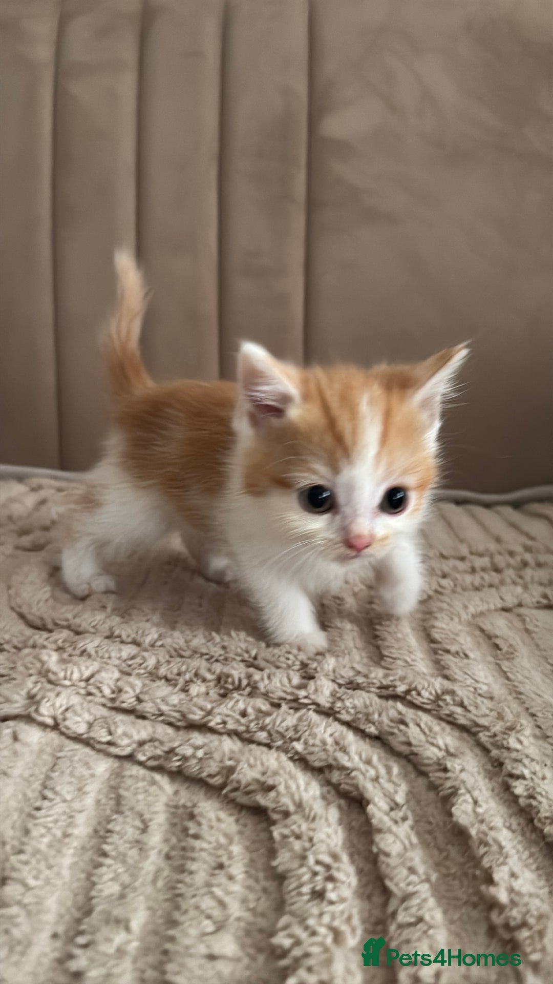Persian cats for sale: mixed bombay and persian kittens  - Image 16