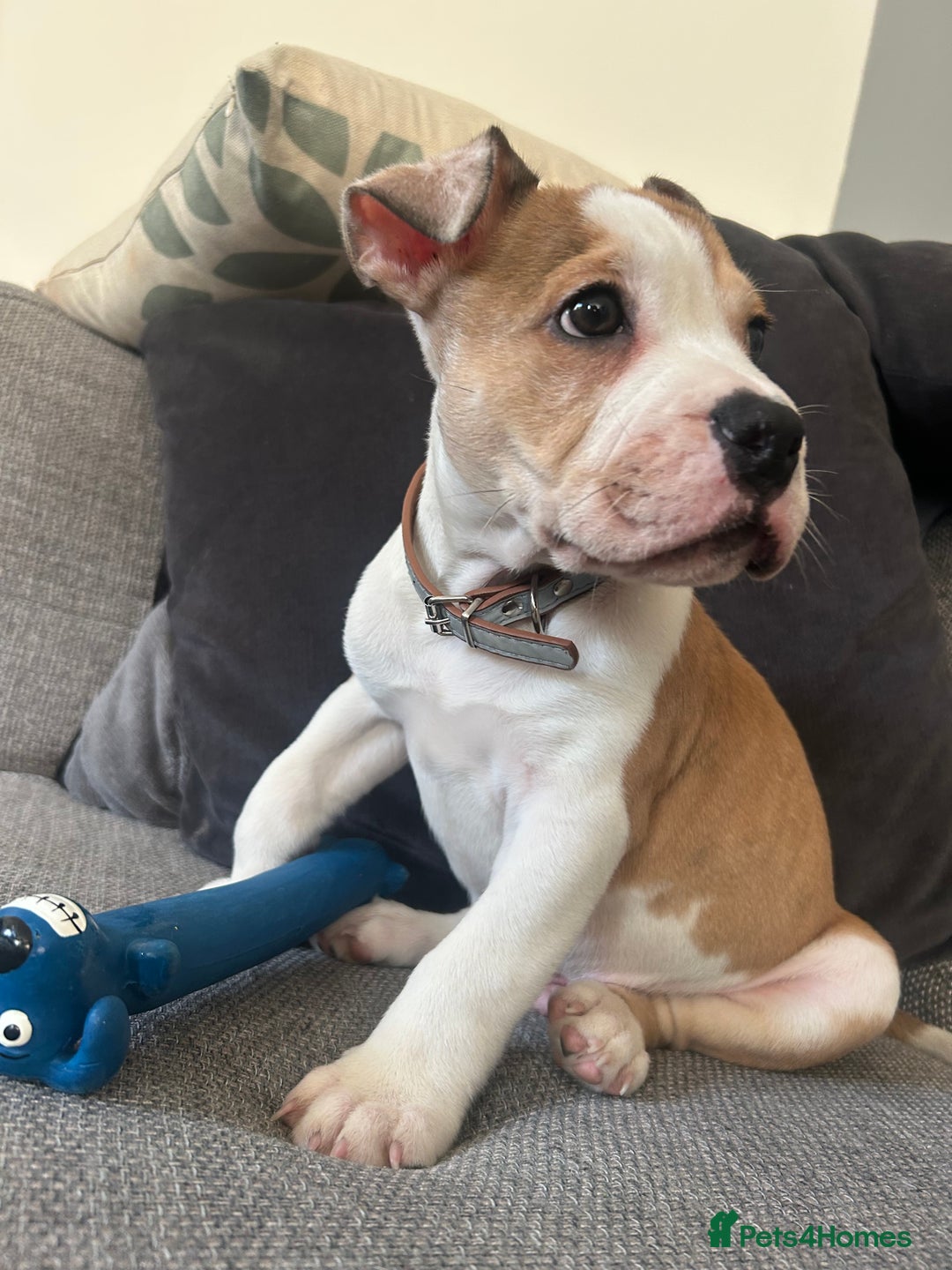 Mixed Breed dogs for sale: Staff x bulldog  - Advert 11