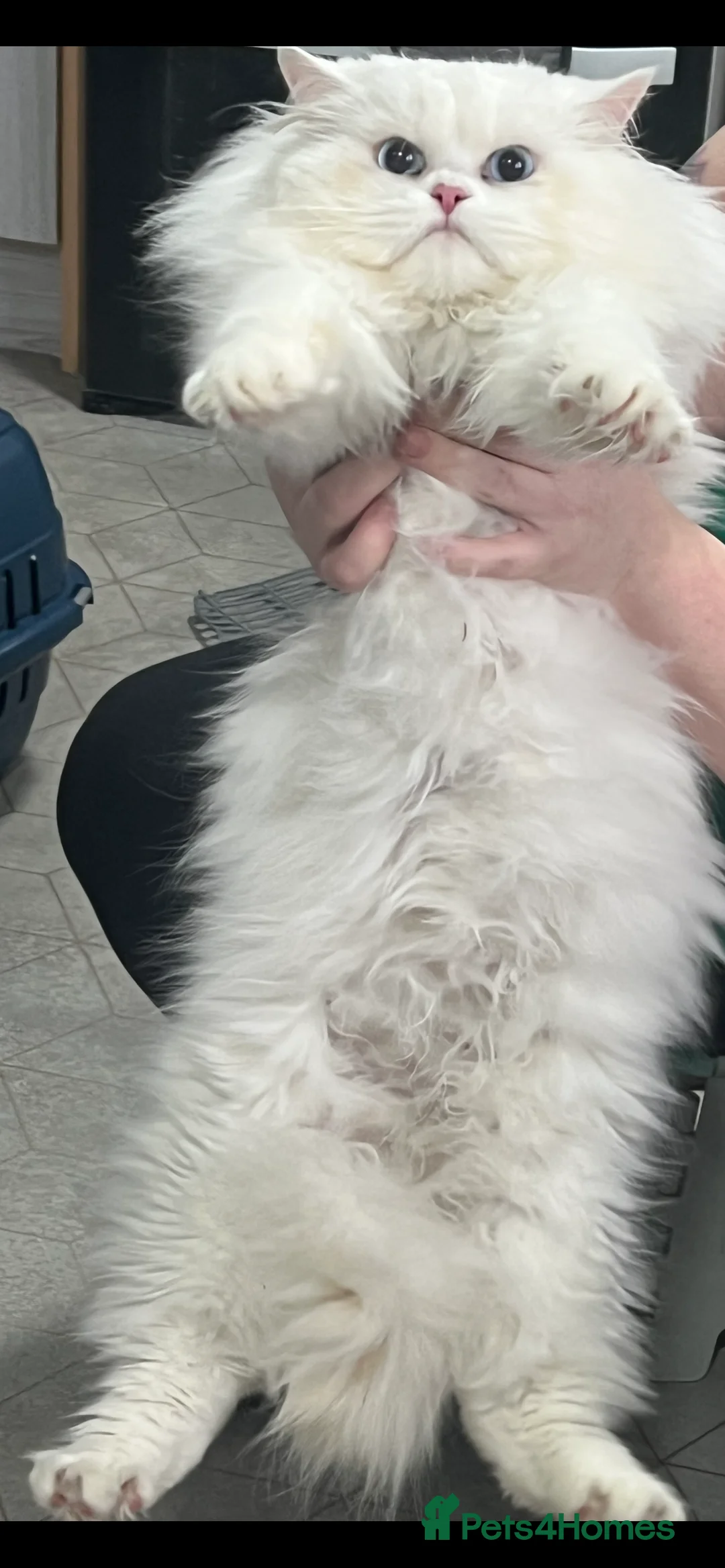 Persian cats for stud: Chinchilla persion pure white  - Advert 1