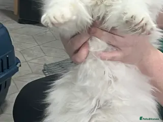 Persian cats luxury edition Persian the fancy cloud model stud - Advert 6