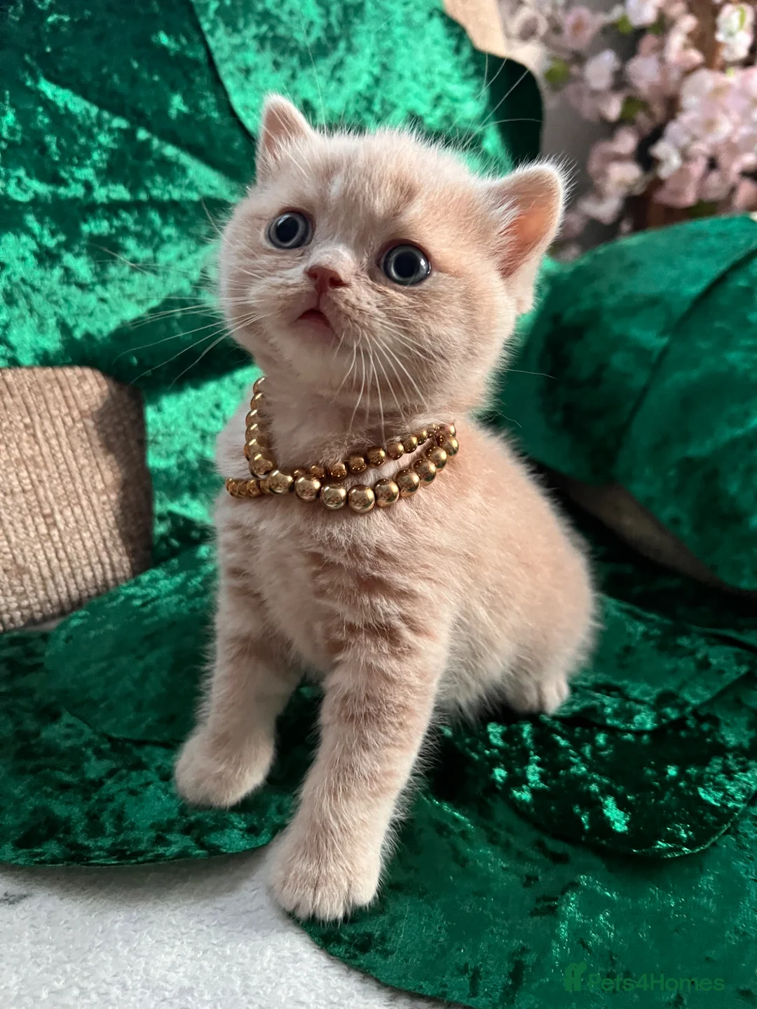 British Shorthair cats for sale: 😻CREAM & RED COLOUR KITTENS 😻 - Advert 1