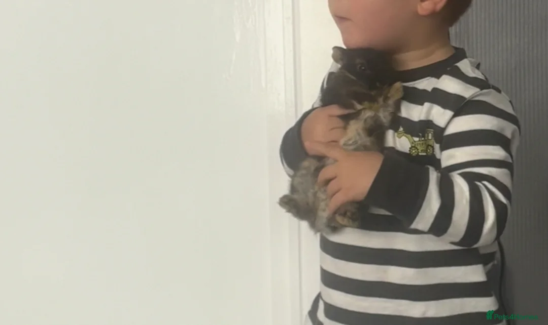 Netherland Dwarf rabbits for sale: Chase 🐇 in Portsmouth - Advert 5