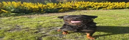 Rottweiler dogs for stud: 🏆⭐️Proven Stud – Excellent Temperament⭐️🏆 - Advert 6