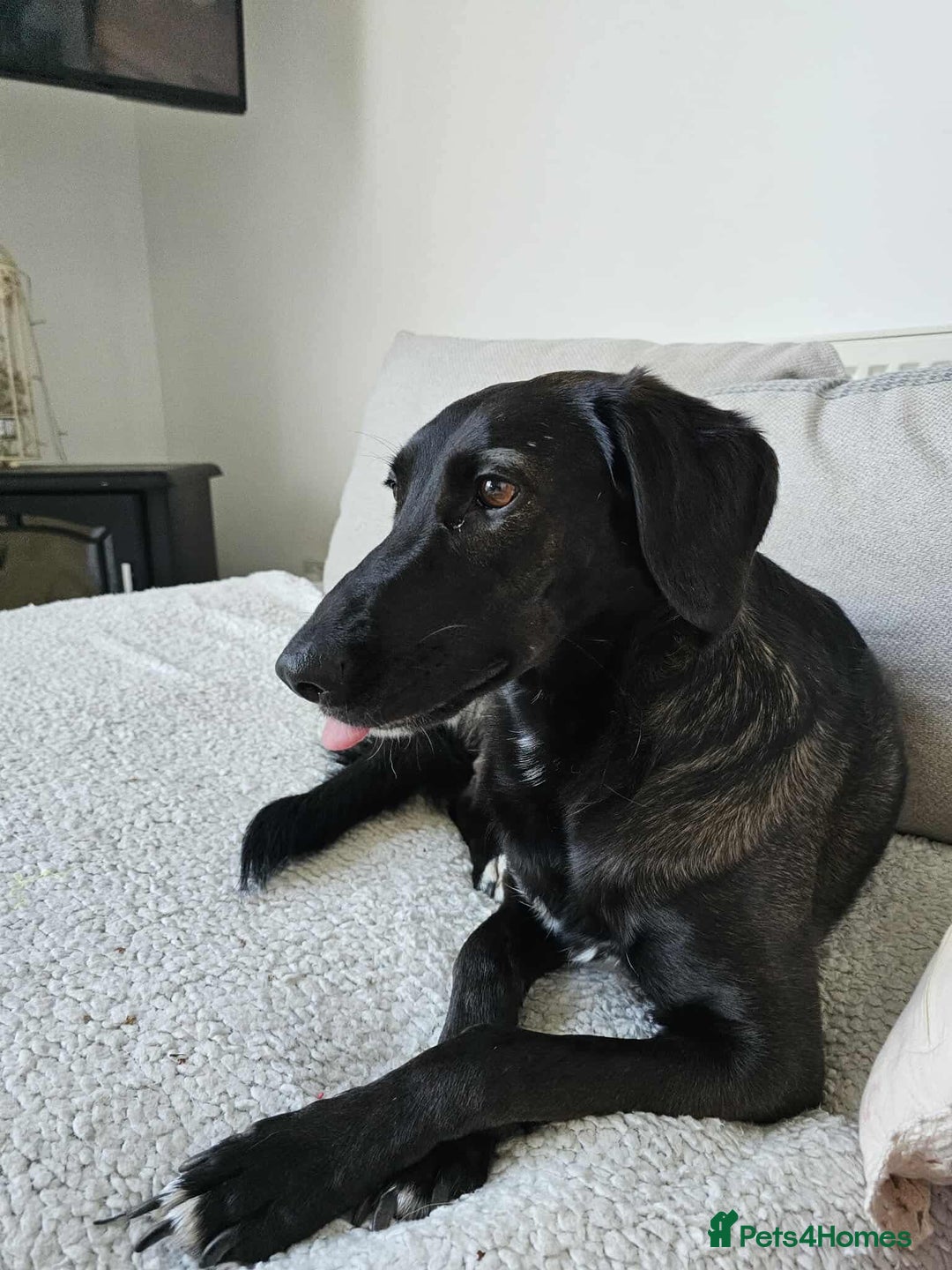 Mixed Breed dogs for adoption: 🐾Java sweet girl needs her forever home 🐾❤️ - Image 9