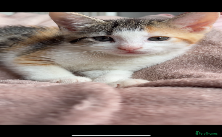 British Shorthair cats - Advert 14