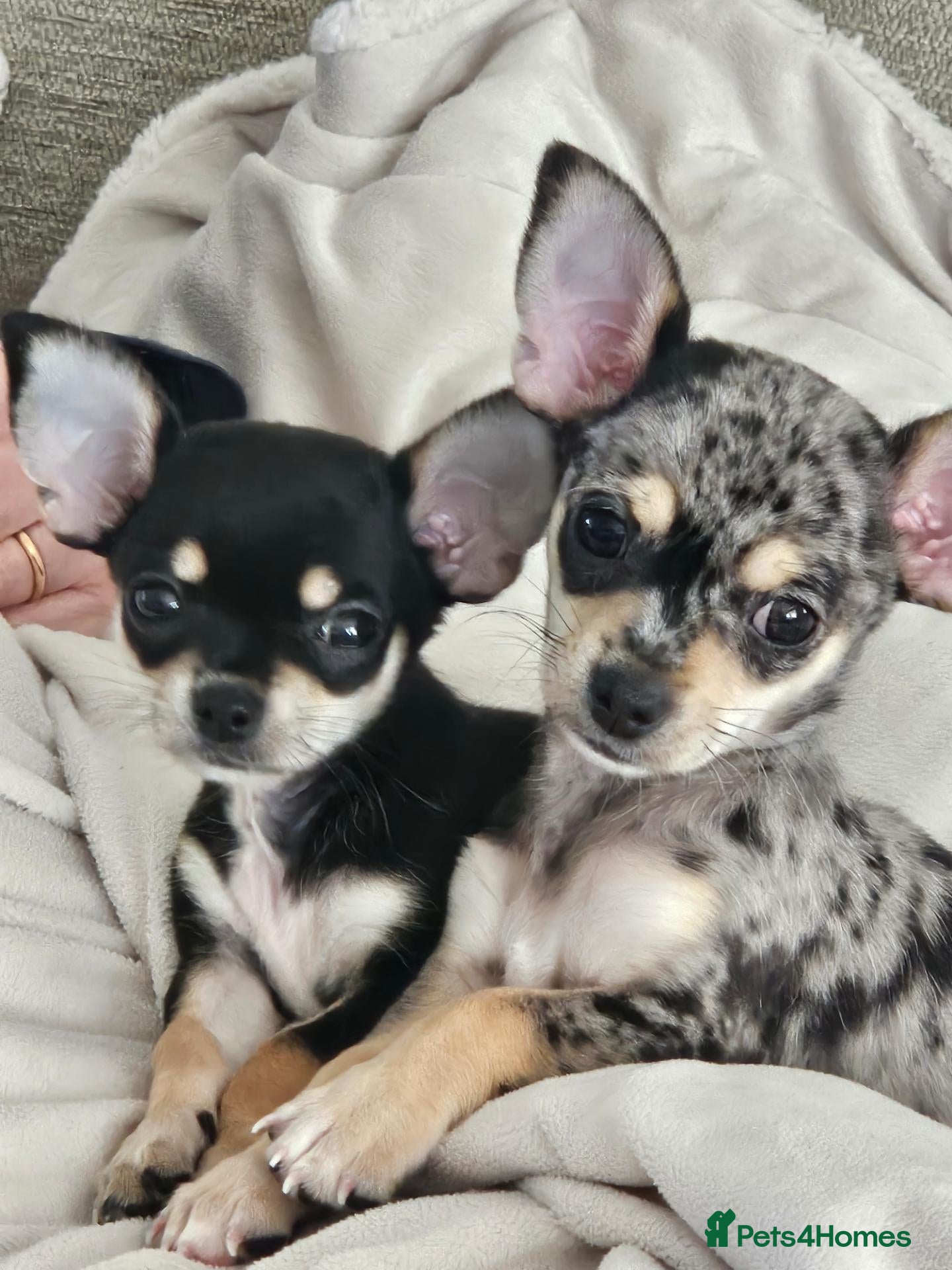 Chihuahua dogs Beautiful chihuahua pups - Advert 2