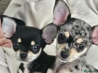Chihuahua dogs Beautiful chihuahua pups - Advert 2