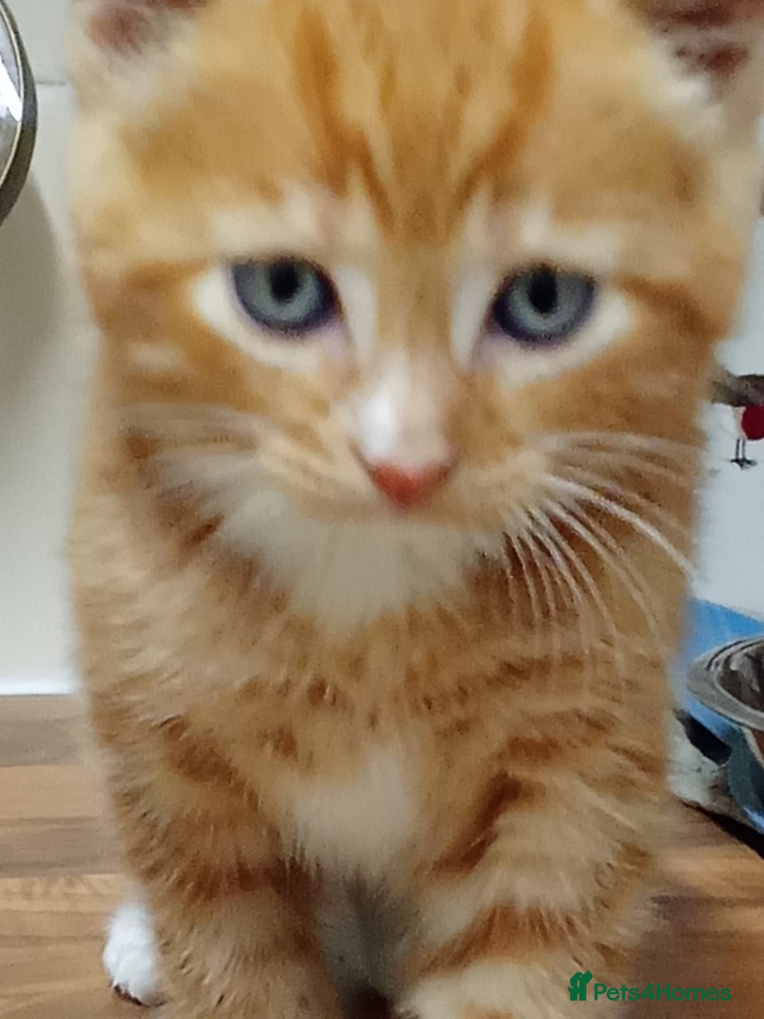 Mixed Breed cats for sale: Male kittens - Advert 3
