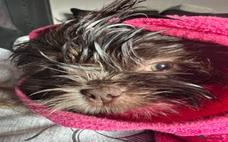 Shih Tzu dogs for sale: Shih Tzu Girl  - Image 5