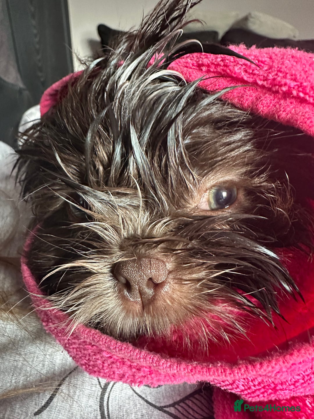 Shih Tzu dogs for sale: Shih Tzu Girl  - Image 5