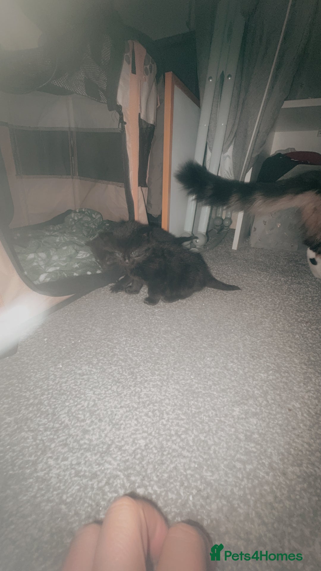 Mixed Breed cats for sale: 2 beautiful jet black kittens  - Image 5