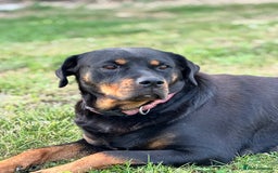 Rottweiler dogs for sale: Stunning Rottweiler puppies  - Image 15