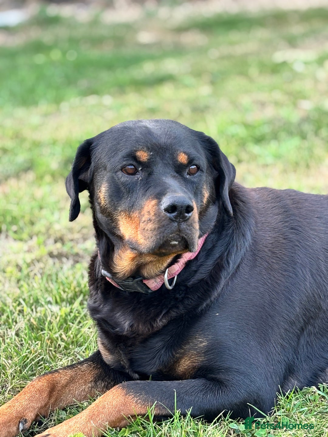 Rottweiler dogs for sale: Stunning Rottweiler puppies  - Image 15