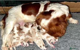 Cavalier King Charles Spaniel dogs for sale: Cavalier King Charles spaniels 💕 💙 💙 - Image 3