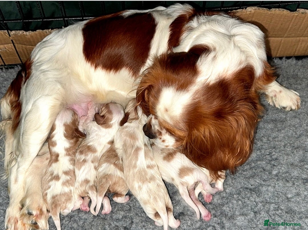 Cavalier King Charles Spaniel dogs for sale: Cavalier King Charles spaniels 💕 💙 💙 - Image 3