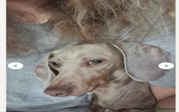 Miniature Dachshund dogs for sale: 2x Isabella and tan miniature dachshund girl - Image 2