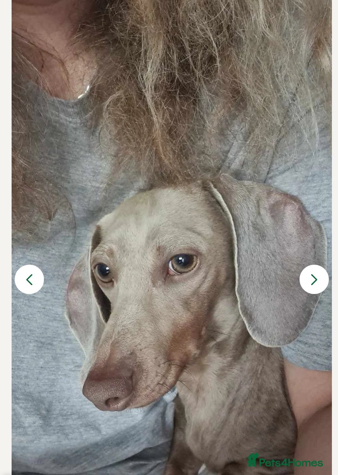 Miniature Dachshund dogs for sale: 2x Isabella and tan miniature dachshund girl - Image 2