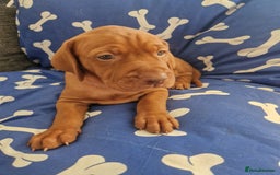 Hungarian Vizsla dogs for sale: Hungarian Vizsla KC Registered - Image 13