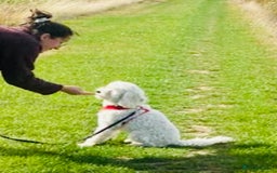 Cavapoo dogs for sale: VERY GENTLE F1b CAVAPOO~ LOVING HOME REQUIRED  - Image 2