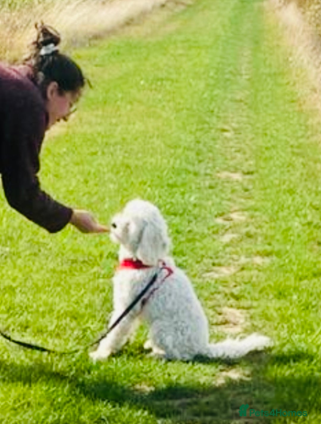Cavapoo dogs for sale: VERY GENTLE F1b CAVAPOO~ LOVING HOME REQUIRED  - Image 2