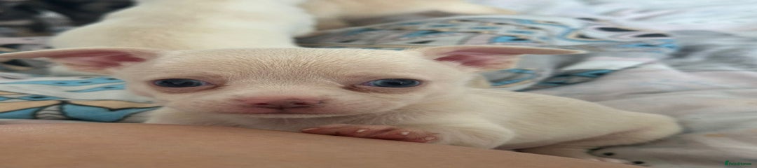 Chihuahua Puppy 1