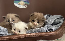 Ragdoll cats for sale: 3 beautiful ragdolls - Image 2