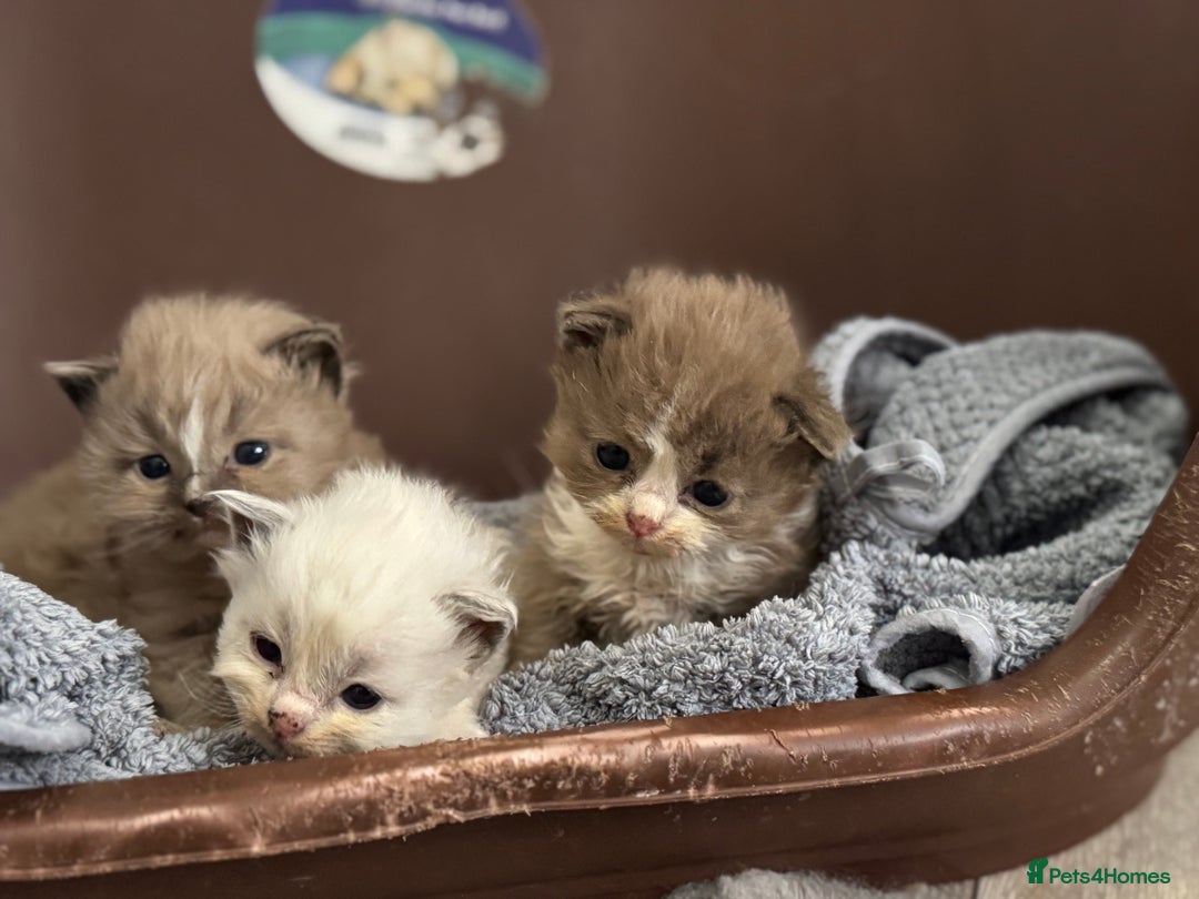 Ragdoll cats for sale: 3 beautiful ragdolls - Image 2