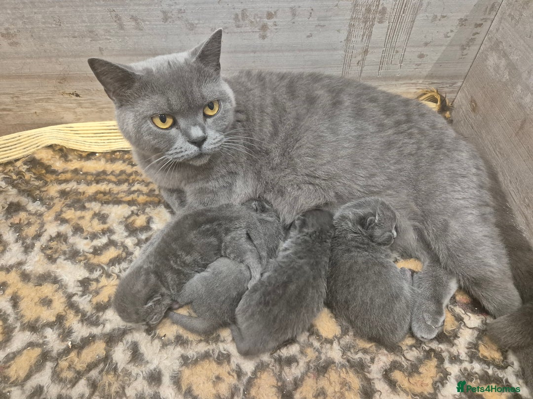 British Shorthair cats for sale: British short-hair kittens  - Image 3