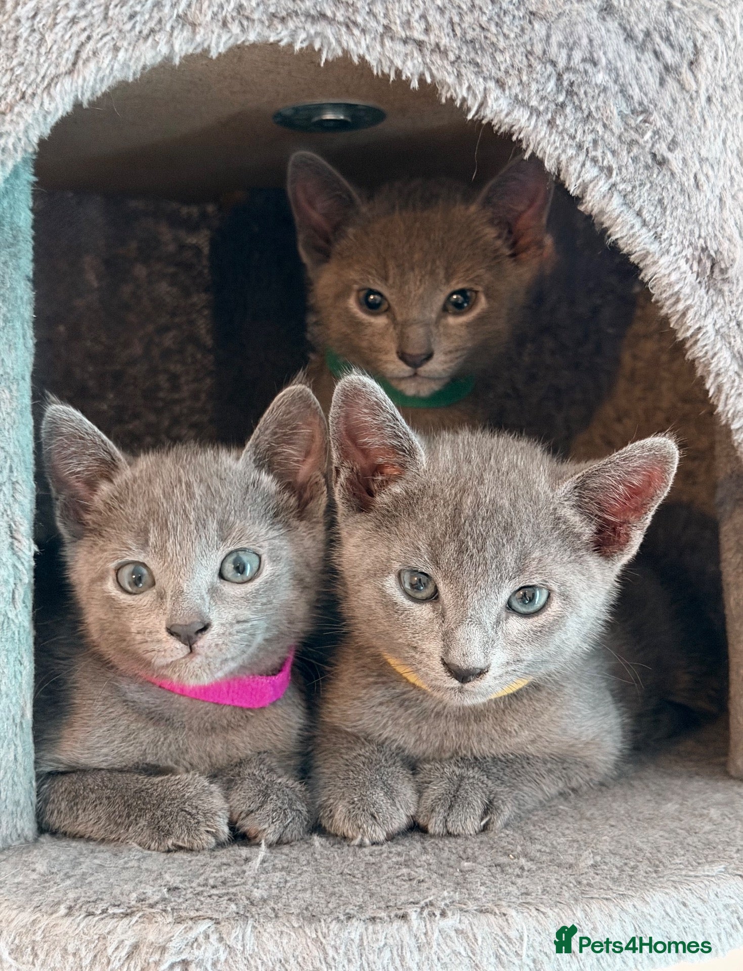 Russian Blue cats 🩵GCCF Registered Russian Blue kittens 🩵 - Advert 1