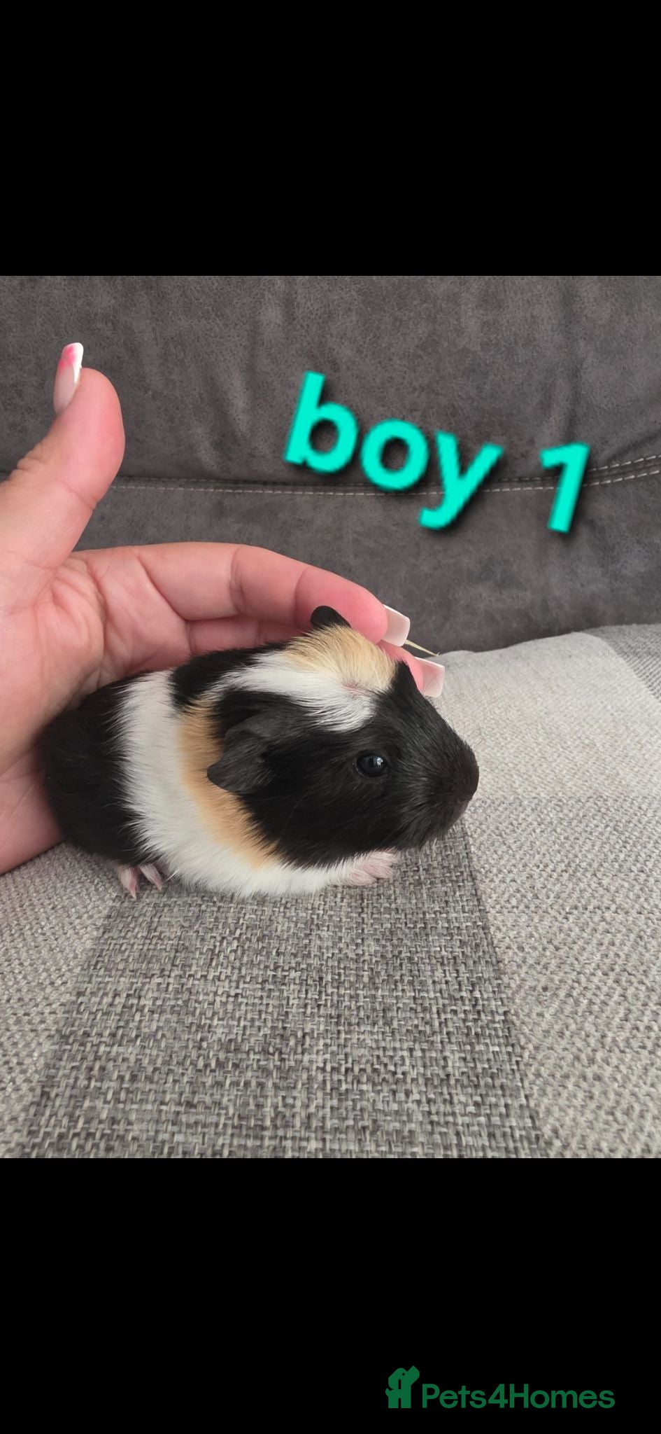 Guinea Pig rodents Guneapigs  - Advert 1