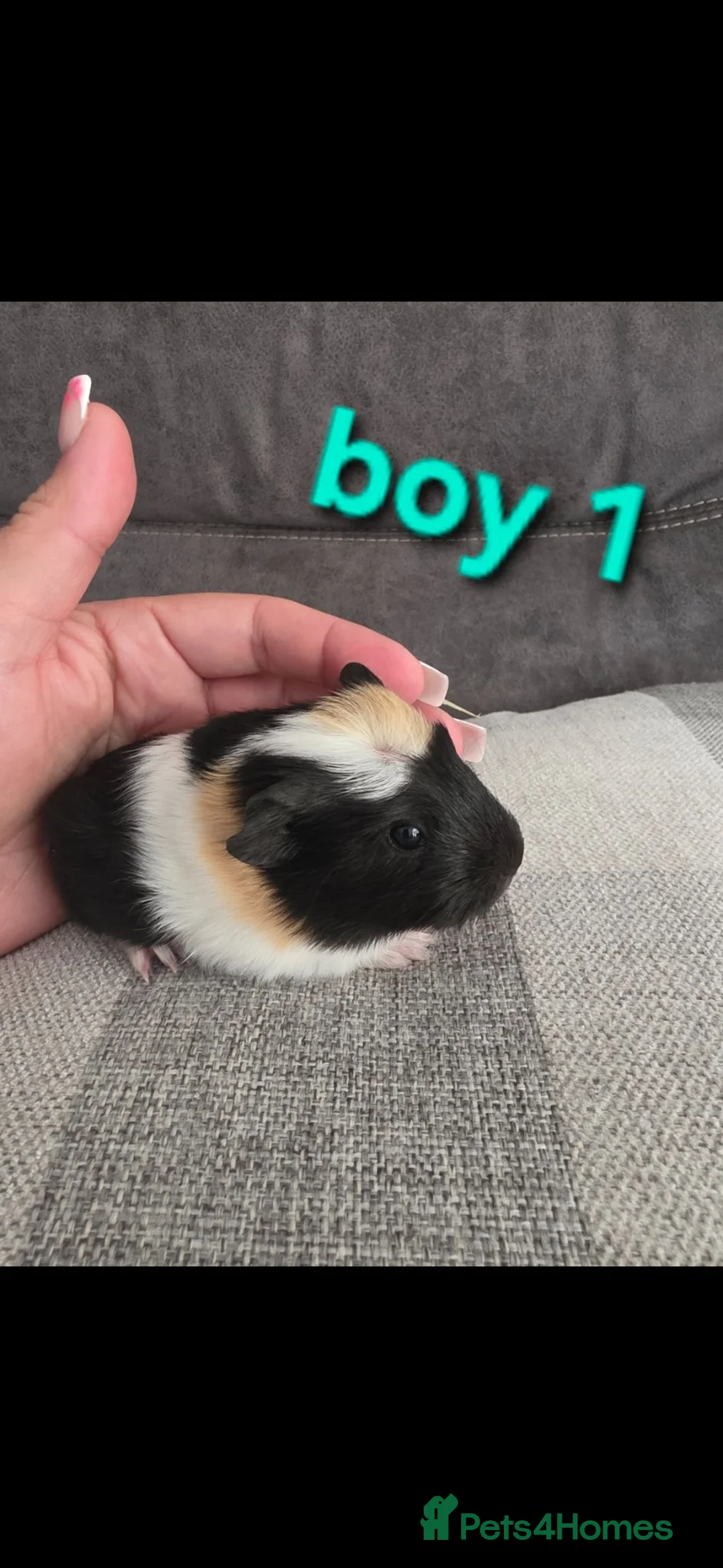 Guinea Pig rodents for sale: Guneapigs  - Advert 1