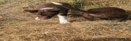 Border Collie dogs for sale: Taylor red and white isds reg pup - Advert 3