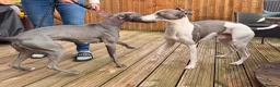 Whippet dogs for sale: Whippet puppy’s - Advert 7