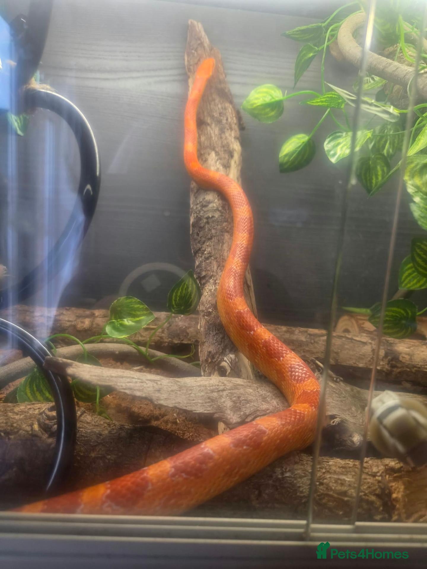 Corn Snake reptiles Clive – Corn Snake with Vivarium & Complete Setup  - Advert 2