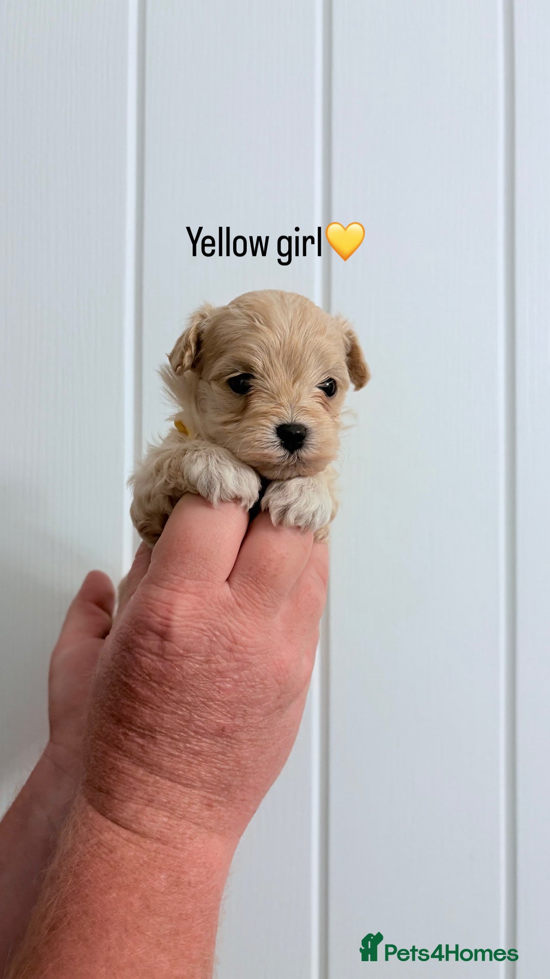 Maltipoo dogs for sale: 4 gorgeous F1 Toy Maltipoo girls 🩷 - Image 4