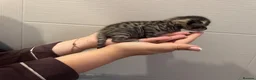 Bengal cats for sale: Beautiful bengal kittens  in Watlington - Advert 14