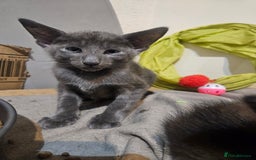 Oriental cats for sale: blue oriental male kitten - Image 1
