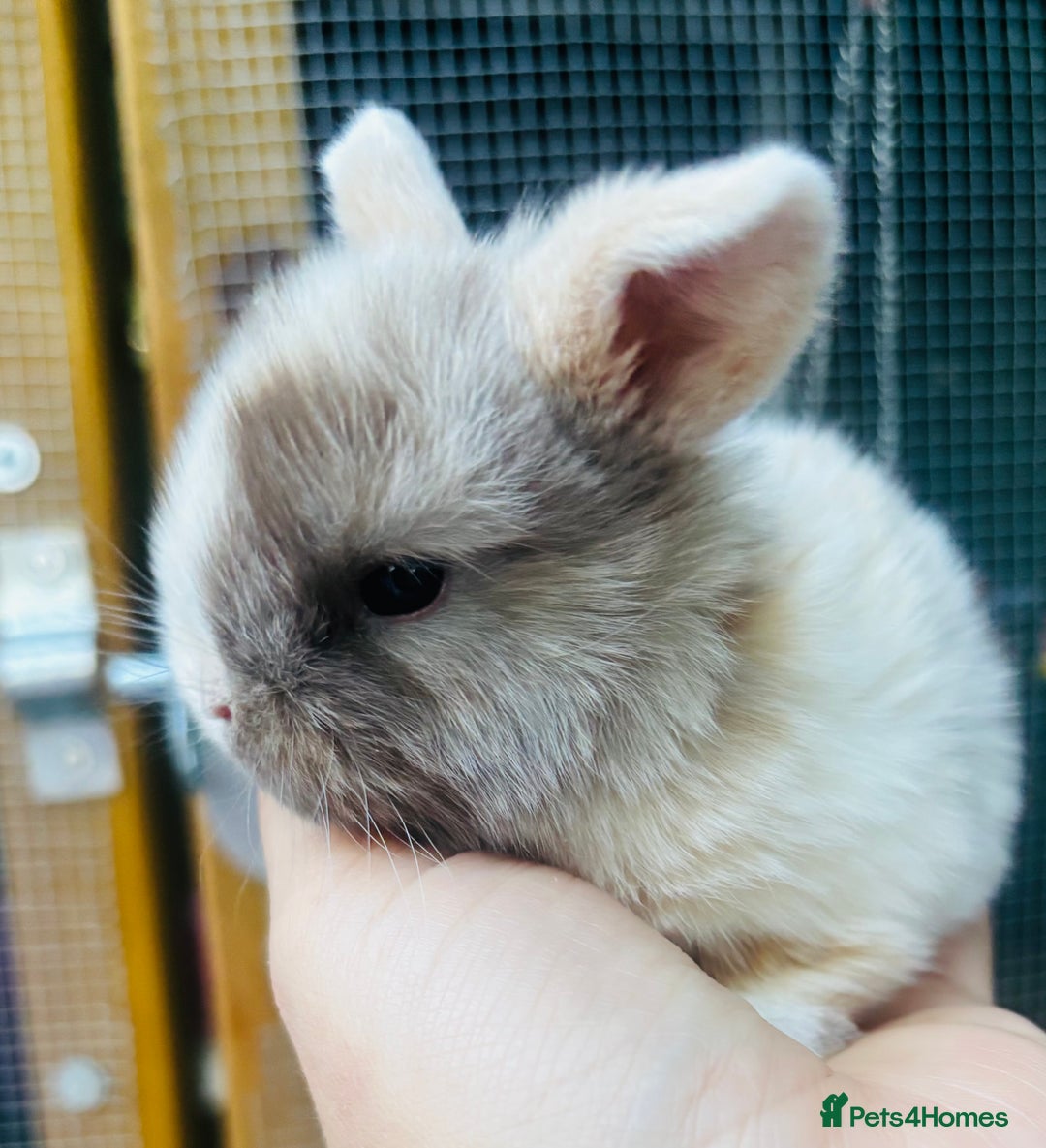 Mini Lop rabbits for sale: PURE bred baby PEDIGREED mini lops  - Image 9