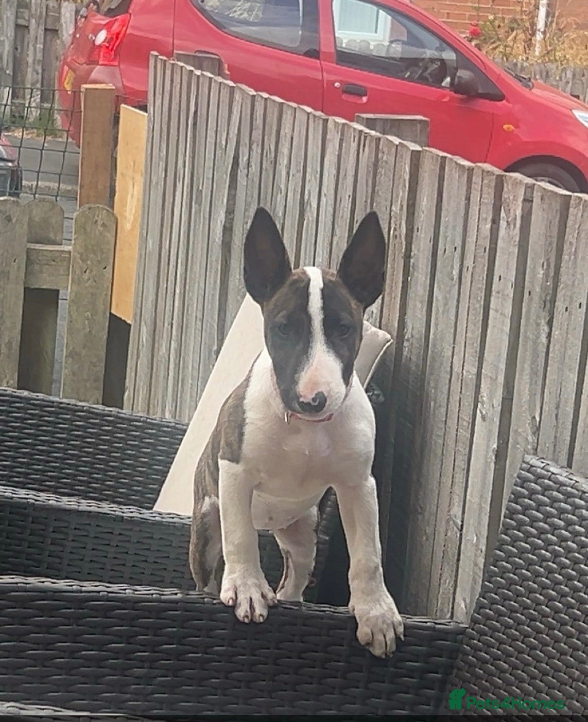 English Bull Terrier dogs for sale: English bull terrier  - Advert 1