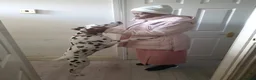 Dalmatian dogs for sale: 🐾 Stunning KC Pedigree Dalmatian Puppies 🐾 - Advert 5