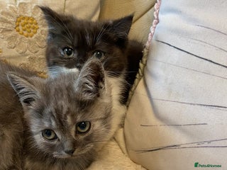 Persian cats - Advert 10