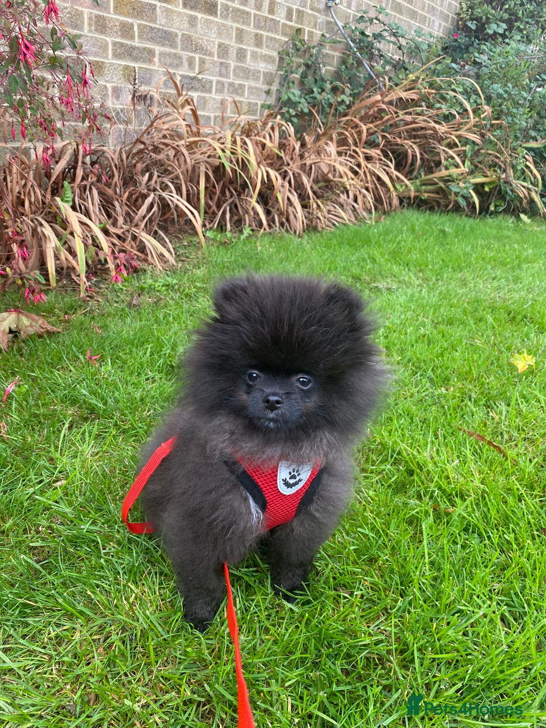 Pomeranian dogs for sale: Beautiful boy Pomeranian puppy 💙 - Image 4