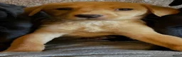Labrador Retriever dogs for sale: Extensively health tested labrador puppies - Advert 1
